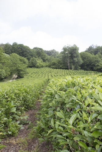 Экскурсии ежедневно на плантации Краснодарского чая
