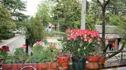 Мегас гостевой дом, вид из окна - Вид на улицу Армавирская, алея с субтропическими растениями.